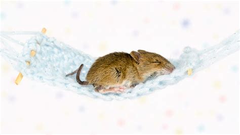 Do mice avoid sleeping humans?